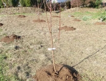 Как высаживать саженцы колоновидной вишни