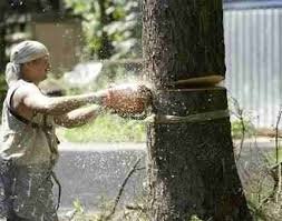 Как спилить большое дерево 